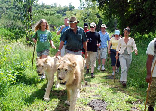 Marche avec les Lions de l'île Maurice